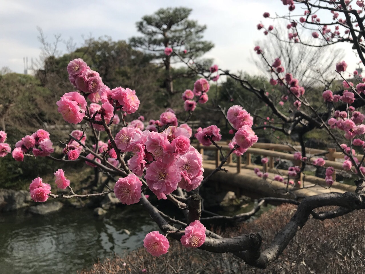 白鸟庭院