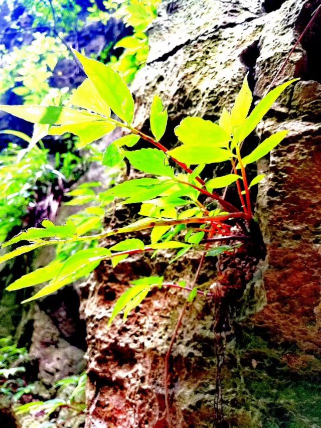 Nanjiang Canyon
