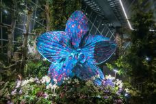 云雾林-新加坡-doris圈圈