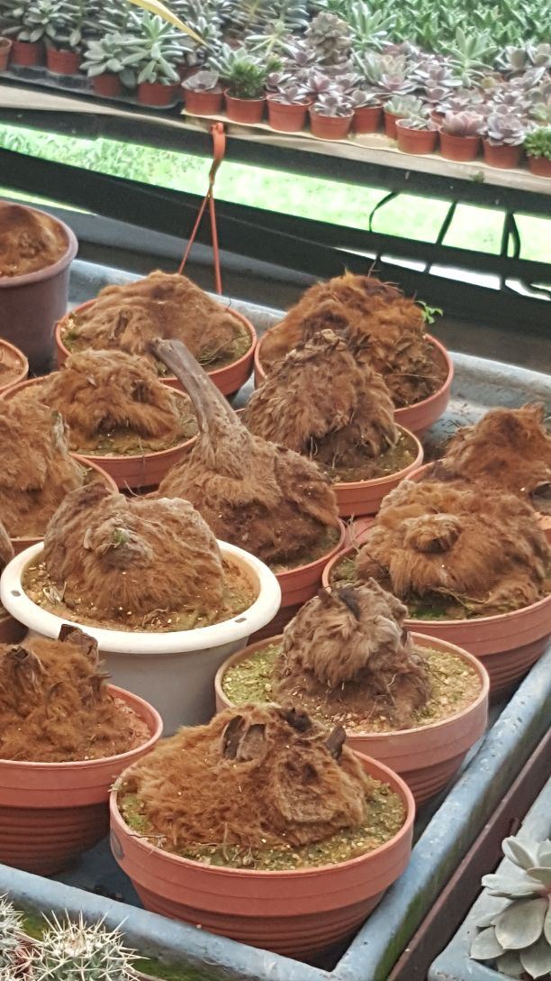 金馬倫高原薰衣草園