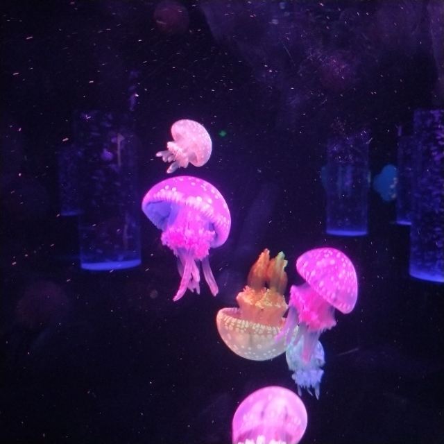 South Ocean Jellyfish Kingdom