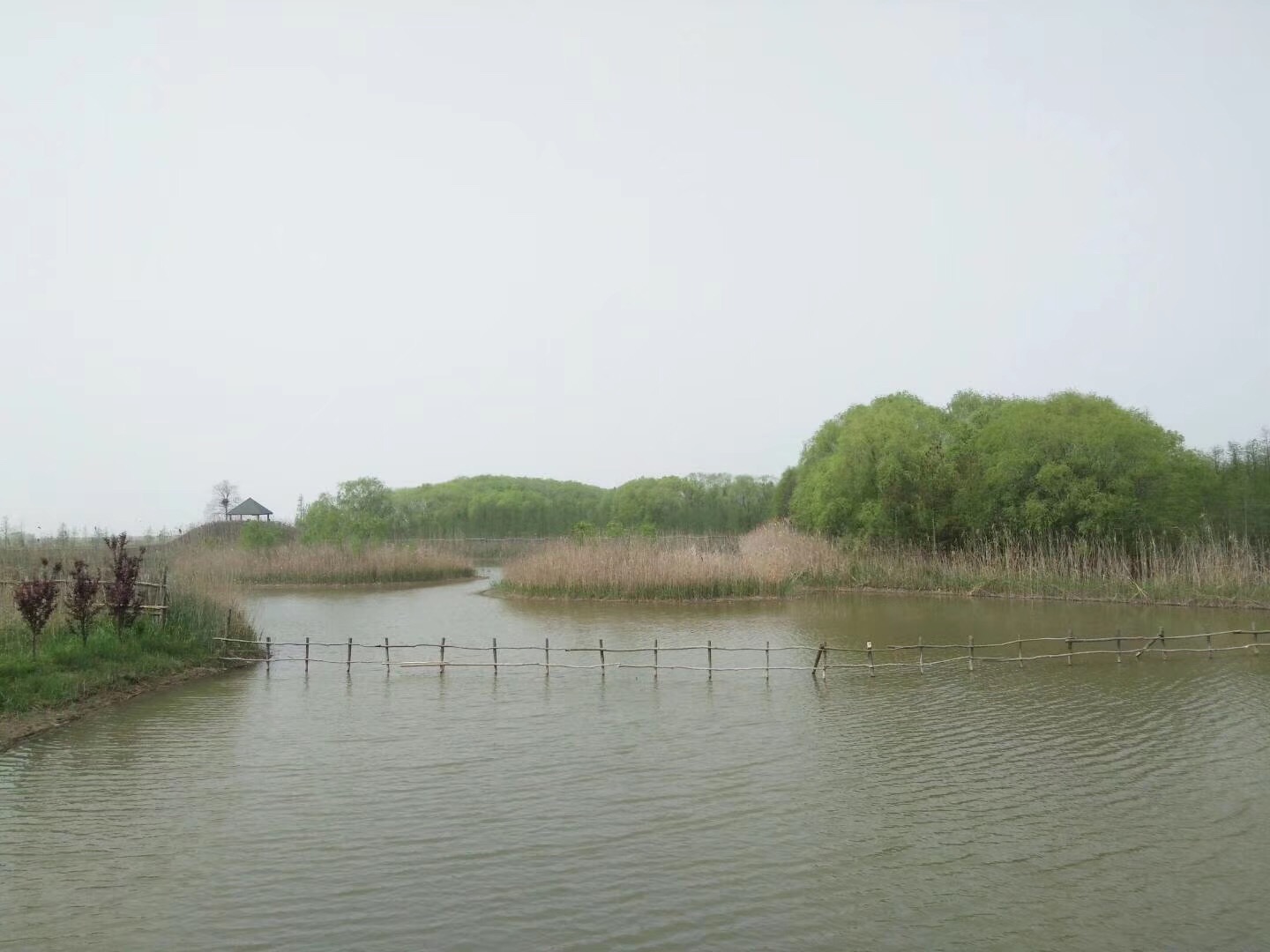 #激情一夏#上海崇明西沙湿地公园
