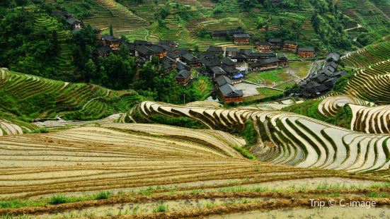 Jinkeng Rice Terraces