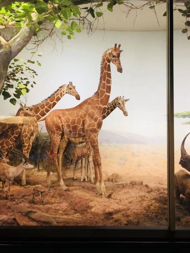 The Field Museum