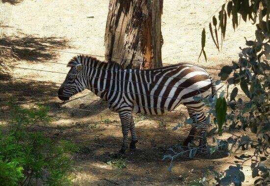 Auckland Zoo