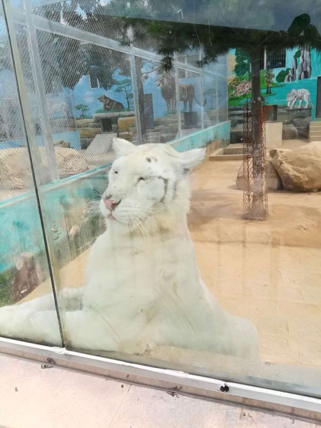 황금강 리조트