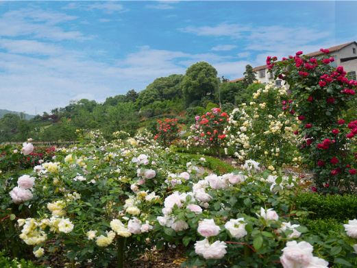 岳阳花语世界