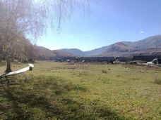 白桦林-布尔津-梦想成真了啊