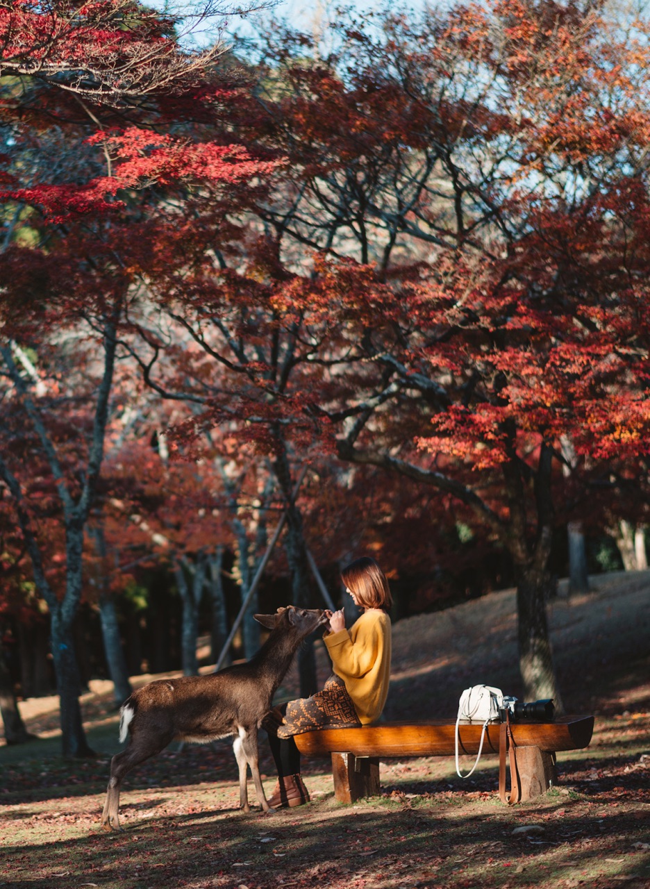 日本超火的奈良和可爱的梅花鹿们啊