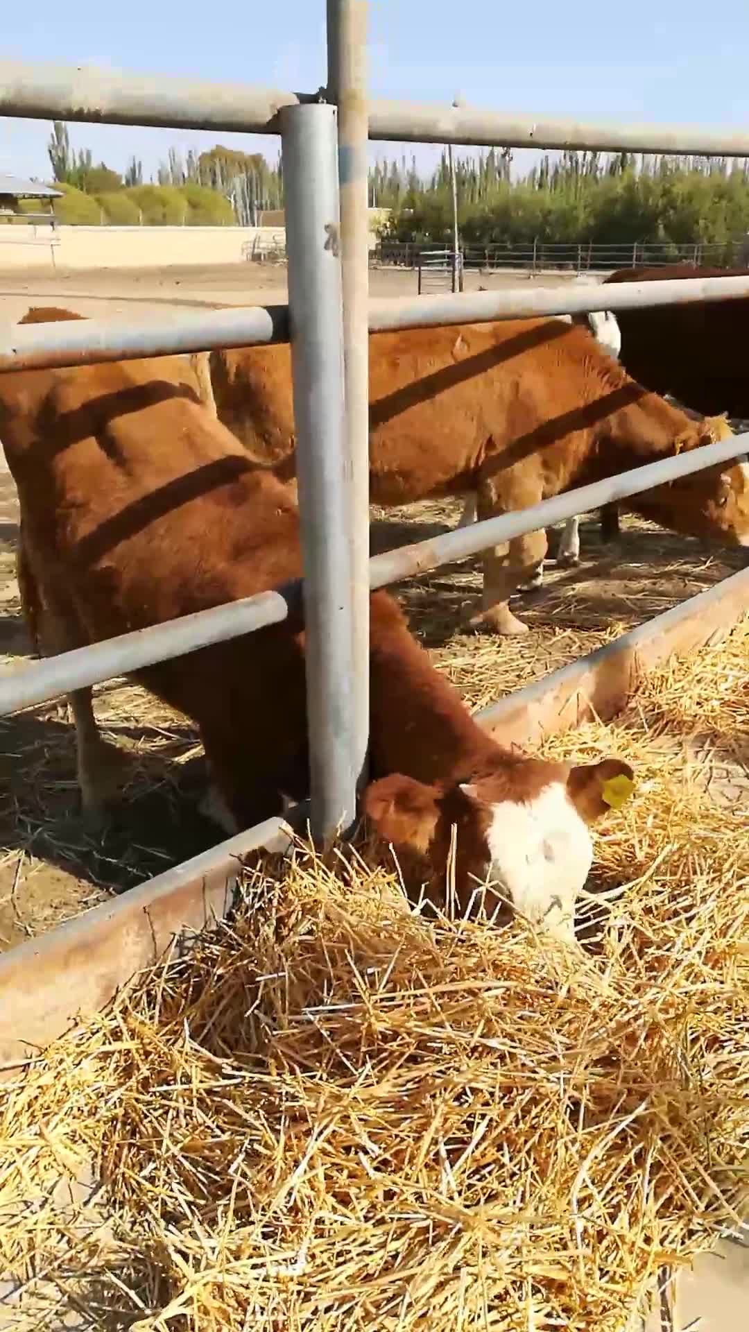 新疆巴楚的奶牛太漂亮了！