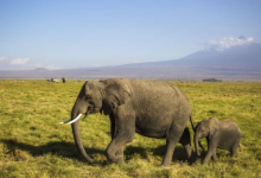 Observation Hill景点图片