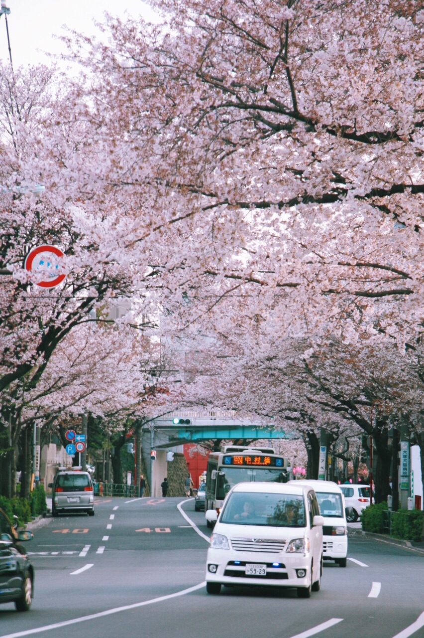 东京中野街头：生活味儿的樱花祭典