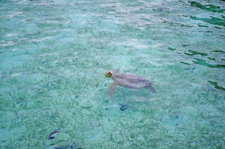 Semporna Brief Guide