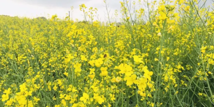 光明農場大觀園-蠶桑館