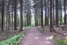 Pack Forest Road景点图片