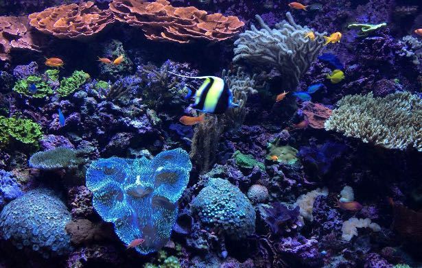 西雅圖水族館