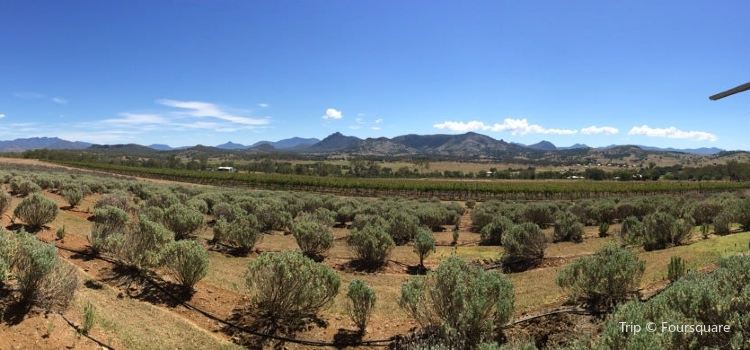 Kooroomba Vineyards And Lavender Farm Travel Guidebook Must Visit