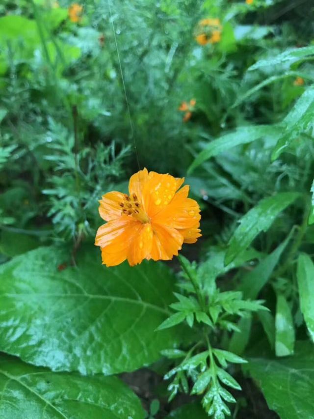 花石崖旅行图片 2