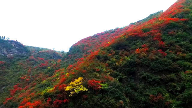 陇南两当赏红叶