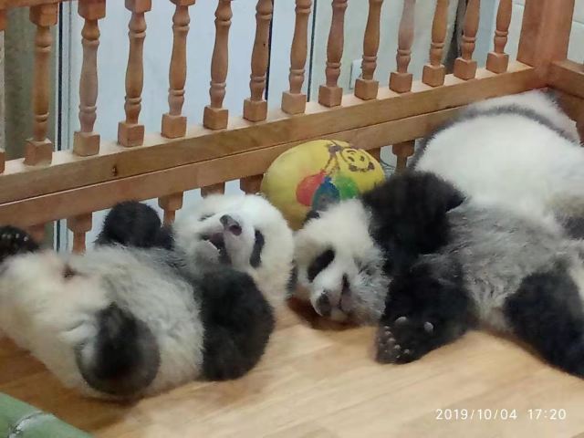 Chengdu Research Base of Giant Panda Breeding