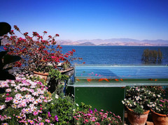 大理白族自治州游记图片] 我只想在大理的苍山洱海下“面朝大海，春暖花开”
