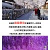 我想请问下，最近这段时间南昌梅岭紫清山有那个造雪的活动是真的还是假的？