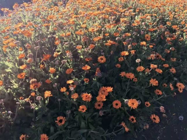 雪山花海乐园旅行图片 2
