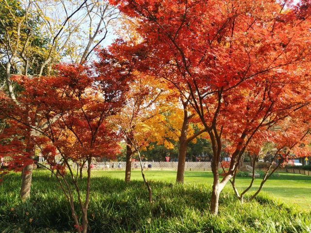丽园公园旅行图片 2