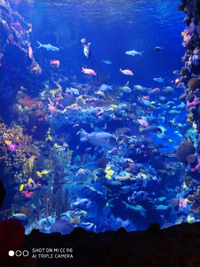 Changfeng Ocean World