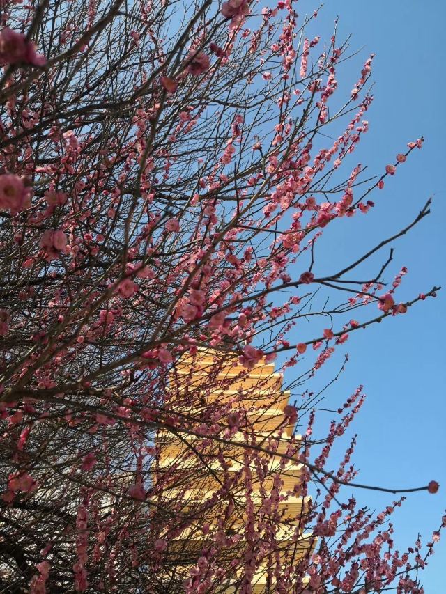 东寺塔茶花园旅行图片 4