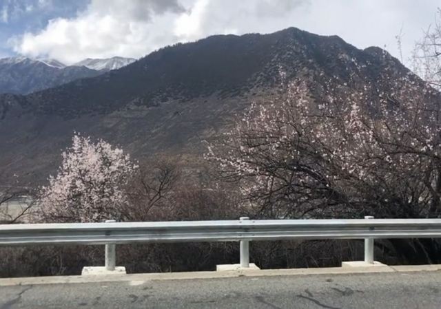 嘎拉桃花源旅行图片 1