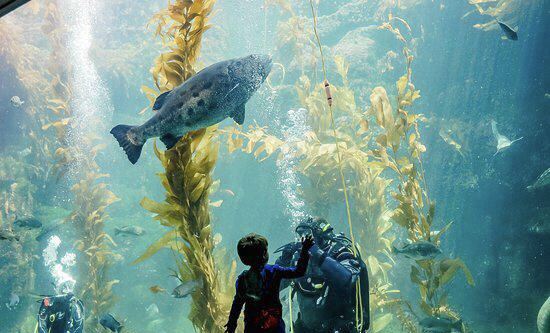 Birch Aquarium at Scripps