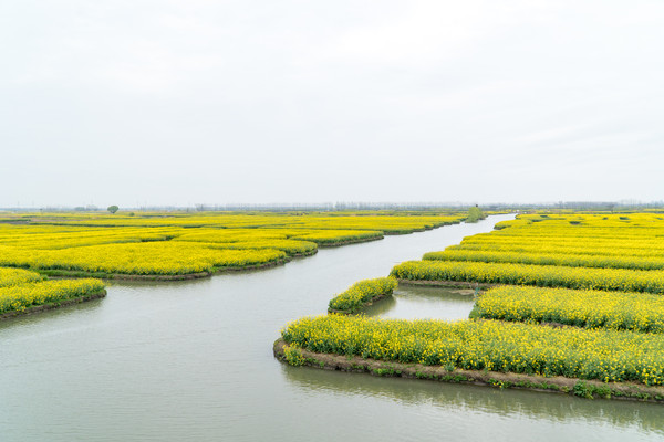 不要错过这个春天,到兴化看水上油菜花、走金东门老街