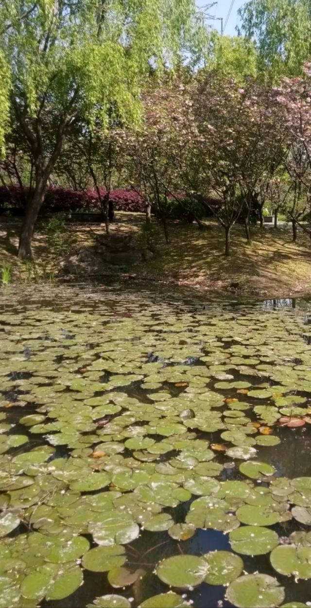 漕河泾开发区科创公园旅行图片 2