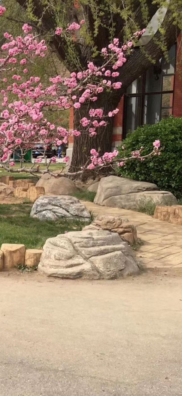樱花园旅行图片 2