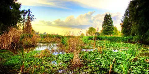 約翰內斯堡植物園