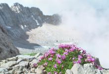 特罗姆瑟北极-高山植物园景点图片