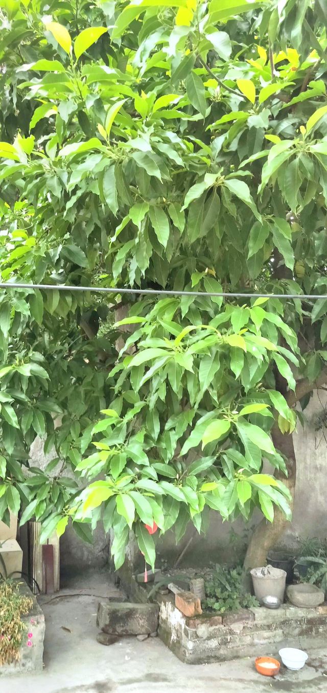 桂东植物园旅行图片 1