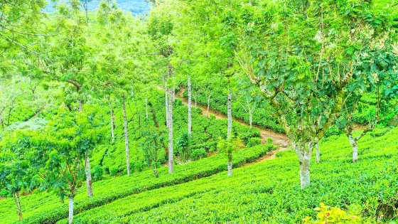 佩德羅茶莊