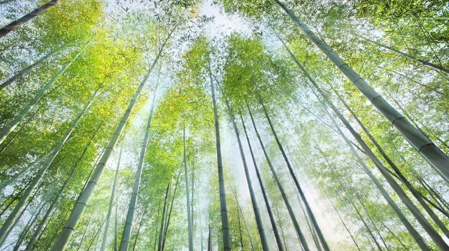 浙东大竹海景区