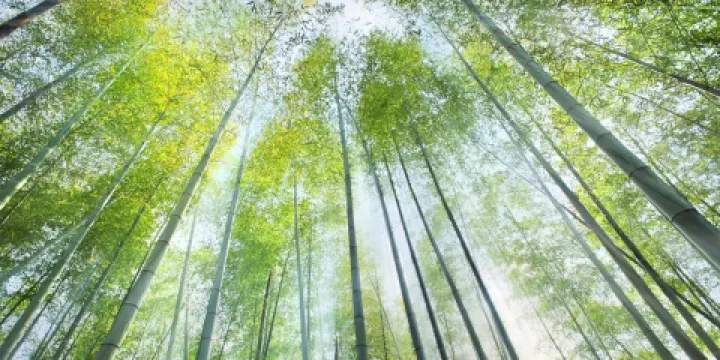 浙東大竹海景區