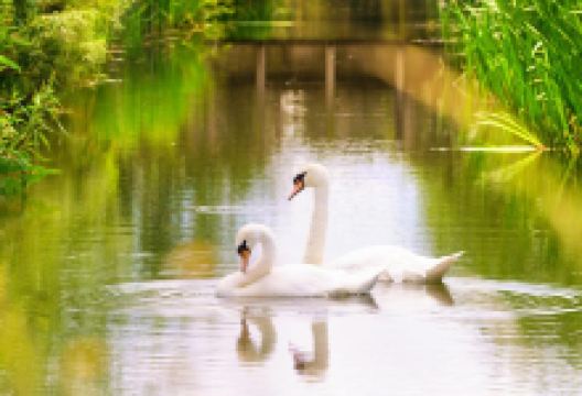 伦敦湿地中心景点图片
