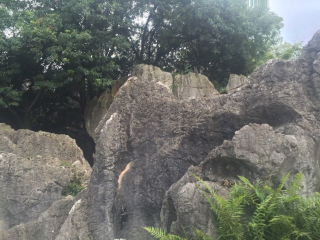 乃古石林风景区旅行图片 5