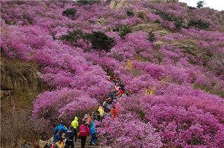 胶南大珠山花海漫步之旅