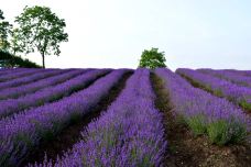 斯卡吉山谷-斯卡吉特县-DEAR张小球