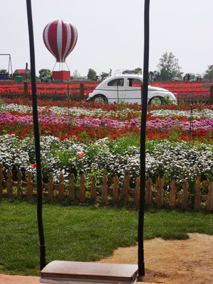 花海不花的荷兰花海