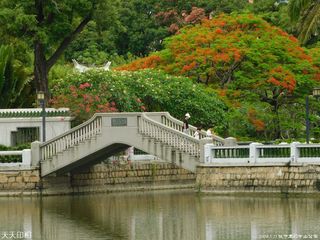 厦门市树凤凰染红