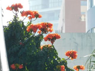 燃烧病毒后火焰木淡出鹭岛