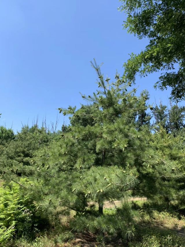 中关村公园旅行图片 2