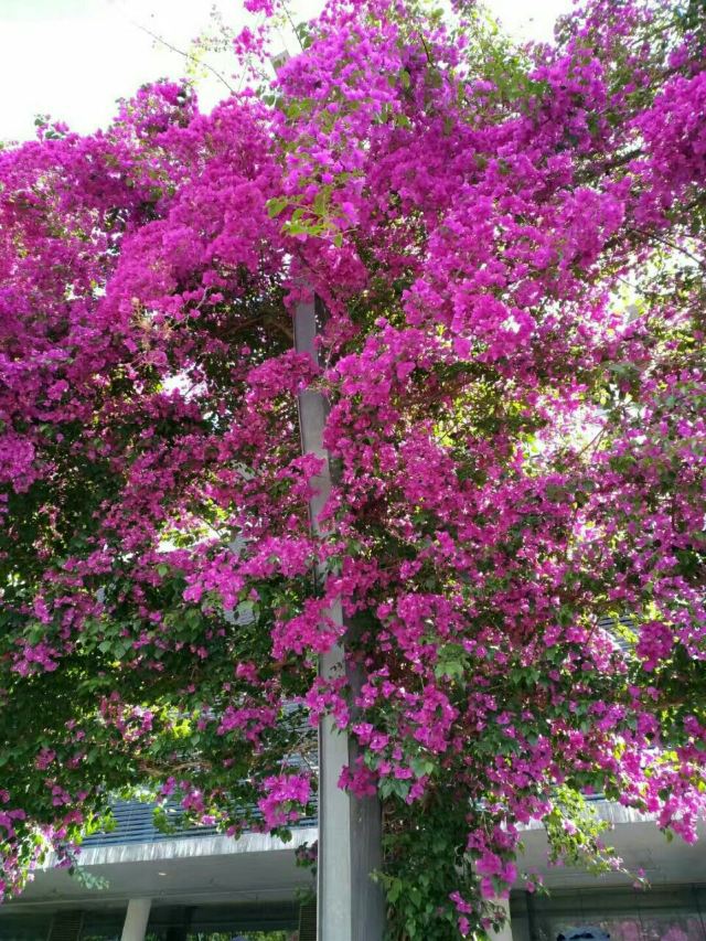 South Bank Parklands